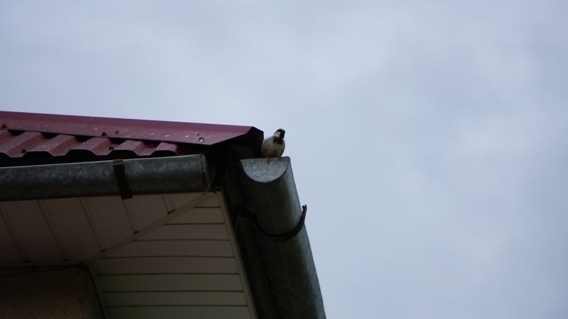 Architectural gutter detail on a home exterior